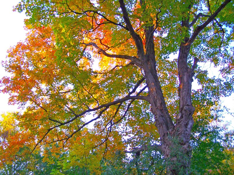 Autumn tree with colorful leaves