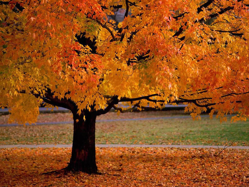 Autumn tree with colorful leaves