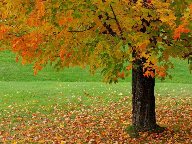 Autumn tree with colorful leaves