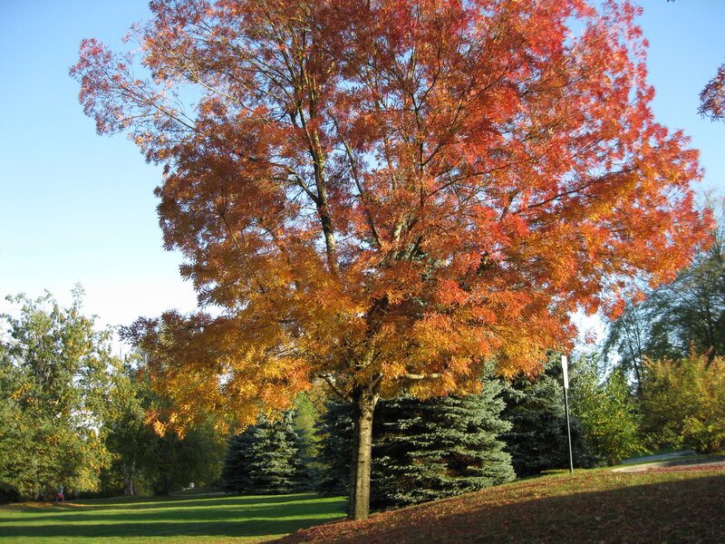 Autumn tree with colorful leaves