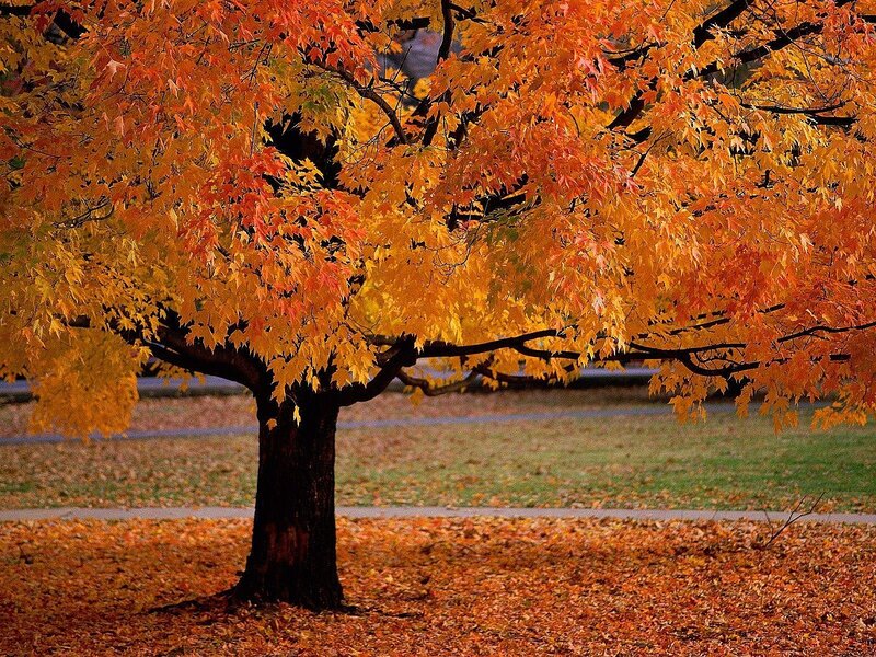 Autumn tree with colorful leaves