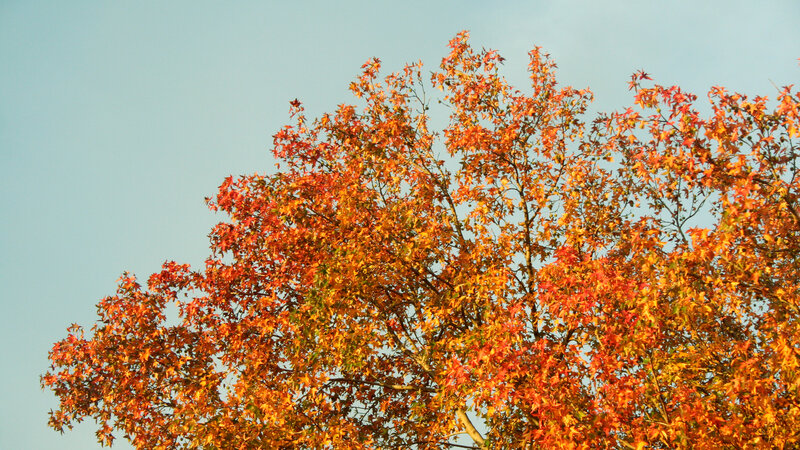 autumn tree with colorful leaves