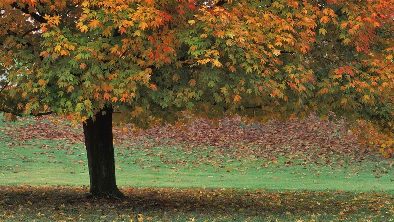Autumn Tree with Colorful Leaves — Green, Serene, Photograph, Grass