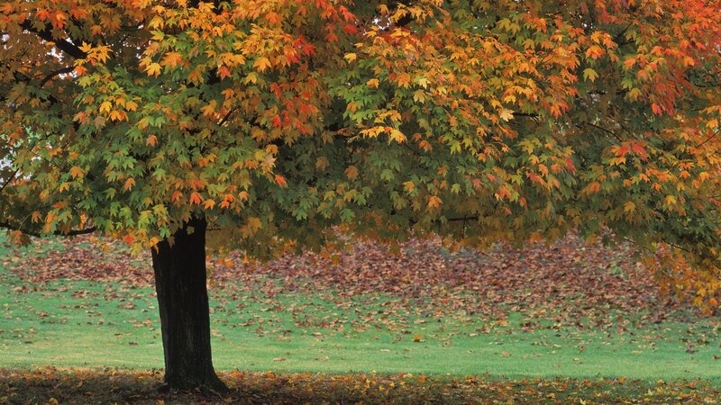 Autumn Tree with Colorful Leaves — Green, Serene, Photograph, Grass, Tree Trunk