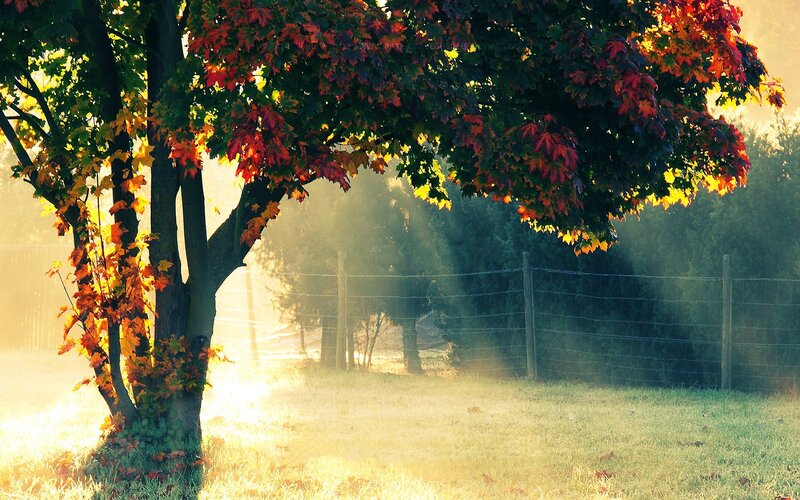Autumn Tree with Colorful Leaves — Green, Serene
