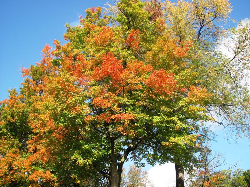 Autumn Tree with Colorful Leaves — Green