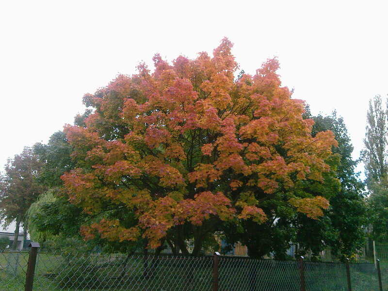 Autumn Tree with Colorful Leaves — Orange, Calm