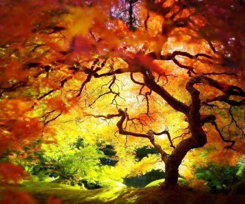 Autumn Tree with Colorful Leaves — Orange, Dramatic