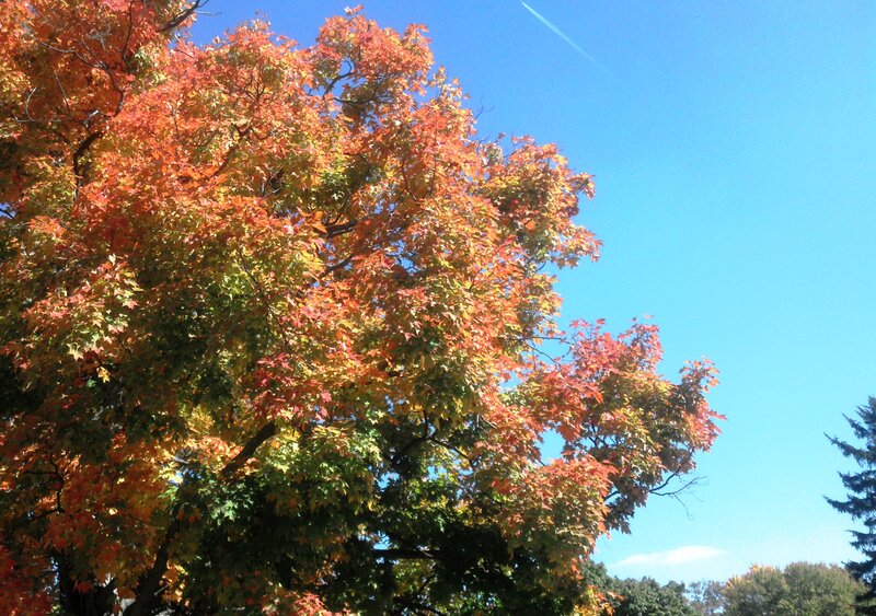 Autumn Tree with Colorful Leaves — Orange, Serene, Photograph, Blue Sky
