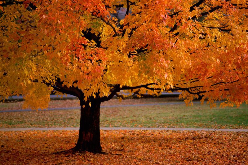 Autumn Tree with Colorful Leaves — Orange, Serene, Photograph, Grass, Path, Yellow, Brown