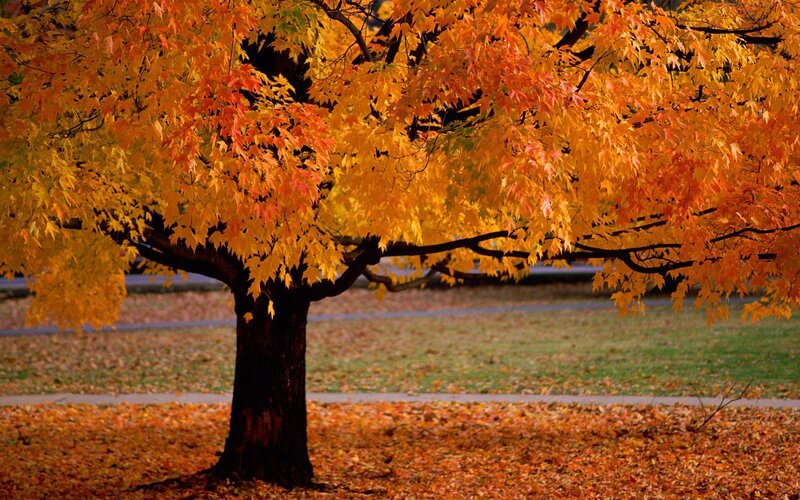 Autumn Tree with Colorful Leaves — Orange, Serene, Photograph, Grass, Path, Yellow