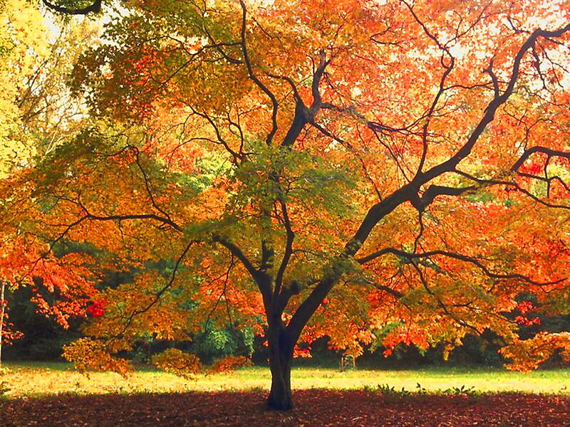 Autumn Tree with Colorful Leaves — Orange, Serene, Photograph, Grass