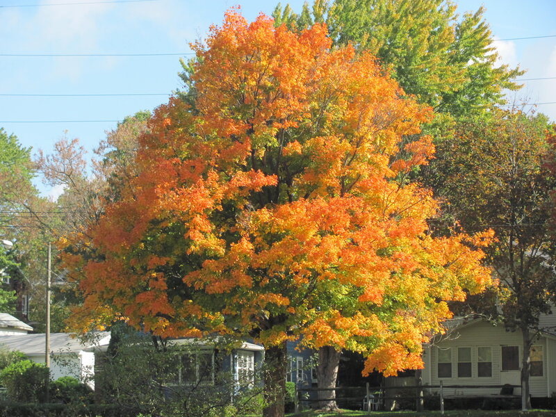 Autumn Tree with Colorful Leaves — Orange, Serene, Photograph, House