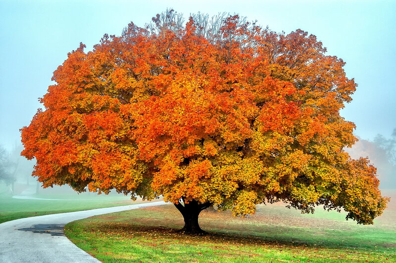 Autumn Tree with Colorful Leaves — Orange, Serene, Photograph, Path, Fog