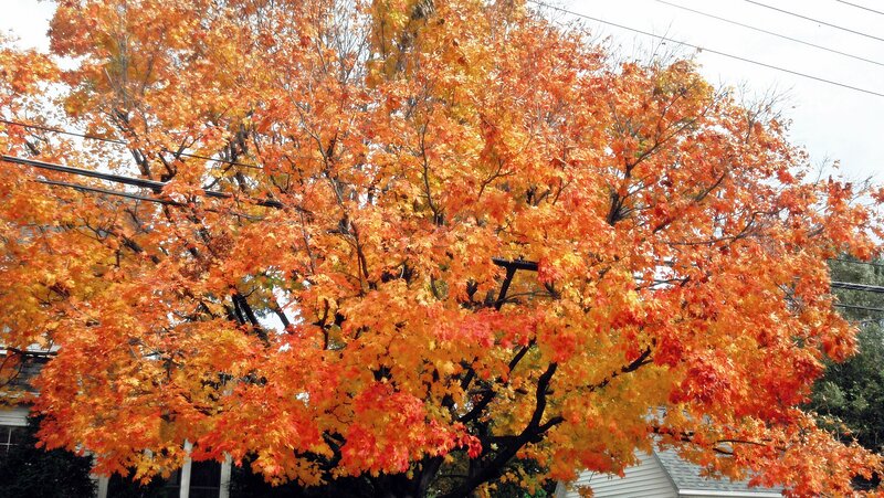 Autumn Tree with Colorful Leaves — Orange, Serene, Photograph, Power Lines