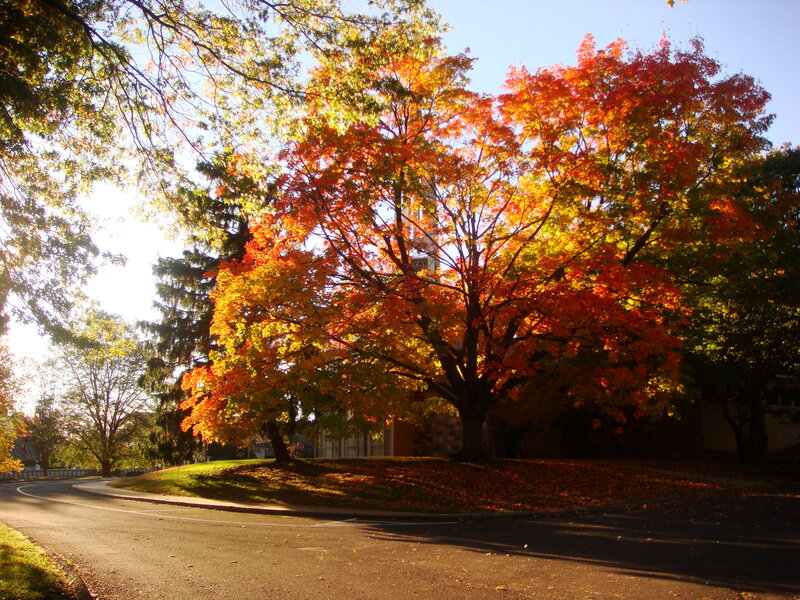 Autumn Tree with Colorful Leaves — Orange, Serene, Photograph, Road