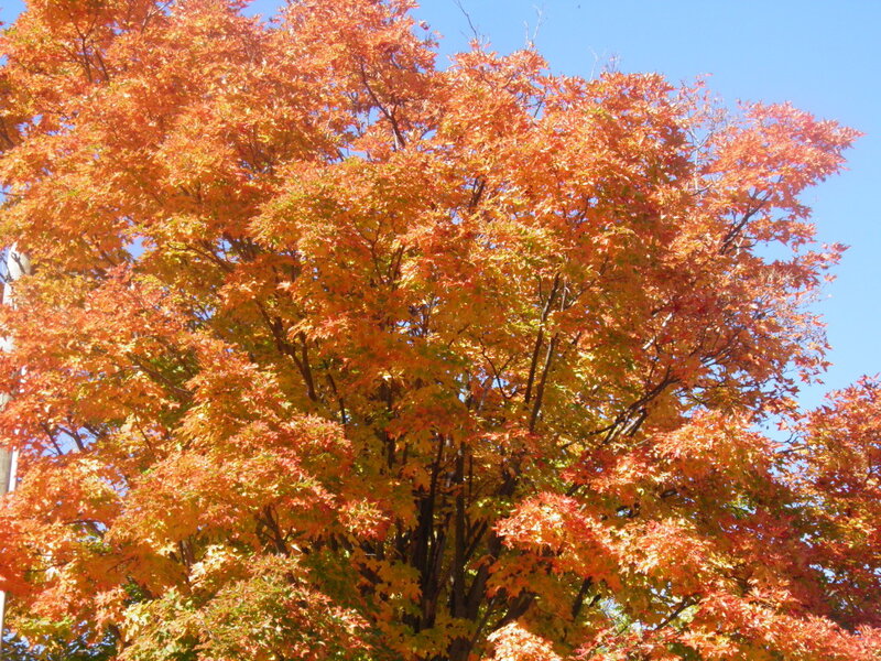 Autumn Tree with Colorful Leaves — Orange, Serene, Photograph, Sky