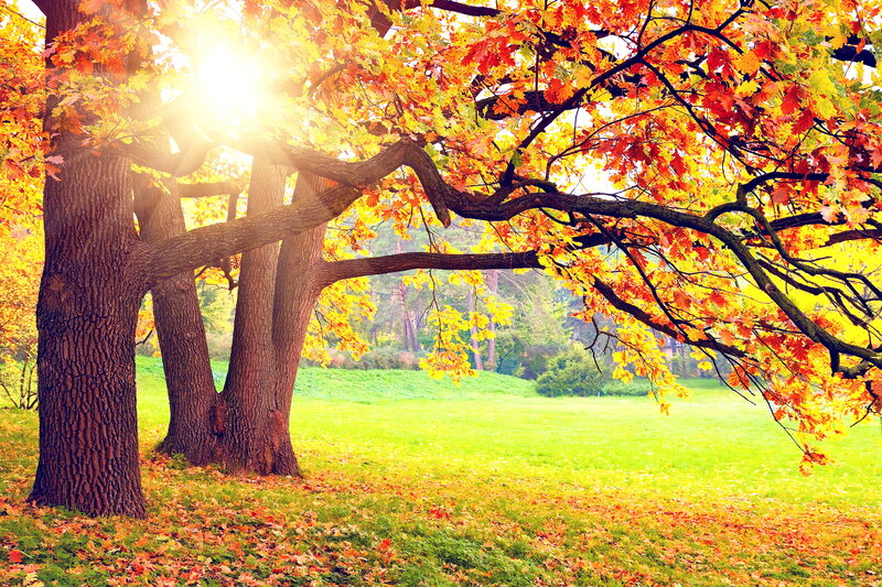 Autumn Tree with Colorful Leaves — Orange, Serene, Photograph, Sunlight, Grass