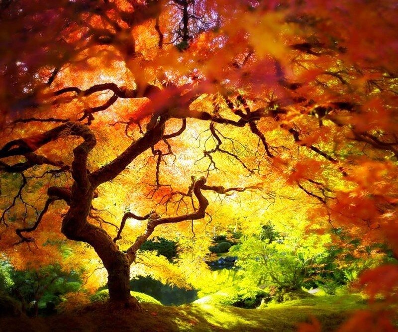 Autumn Tree with Colorful Leaves — Orange, Serene, Photograph, Sunlight