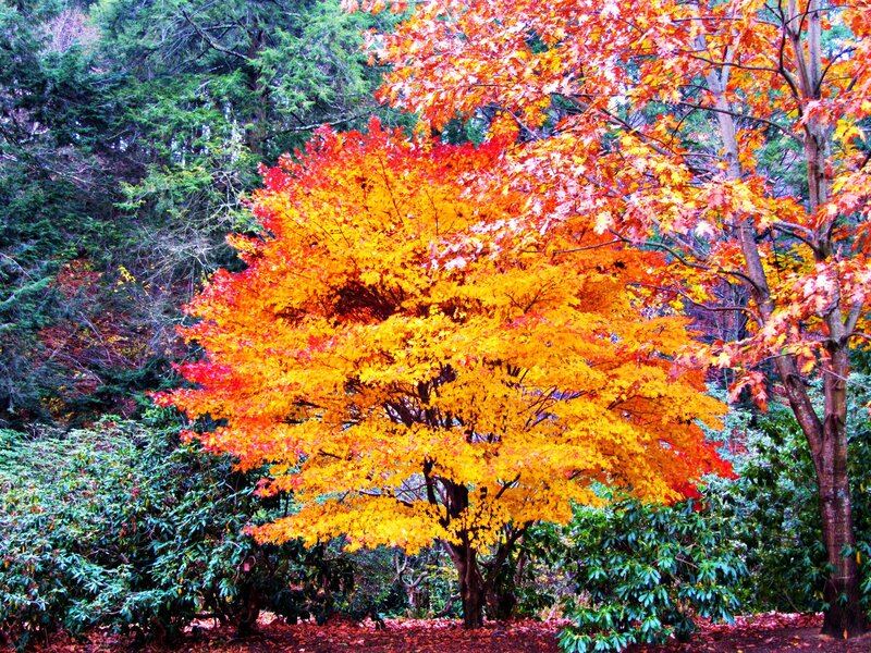 Autumn Tree with Colorful Leaves — Orange, Serene, Photograph, Trees, Bushes