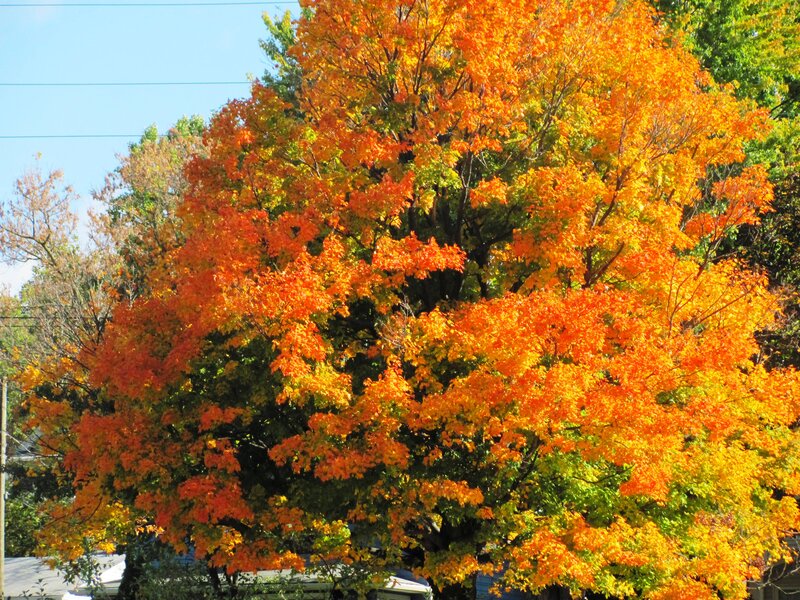 Autumn Tree with Colorful Leaves — Orange, Serene, Photograph, Trees