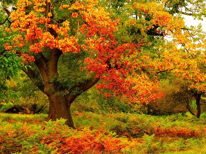 Autumn Tree with Colorful Leaves — Orange, Serene
