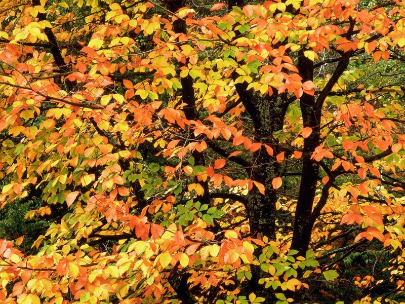 Autumn Tree with Colorful Leaves — Orange, Vibrant, Photograph, Branches, Forest