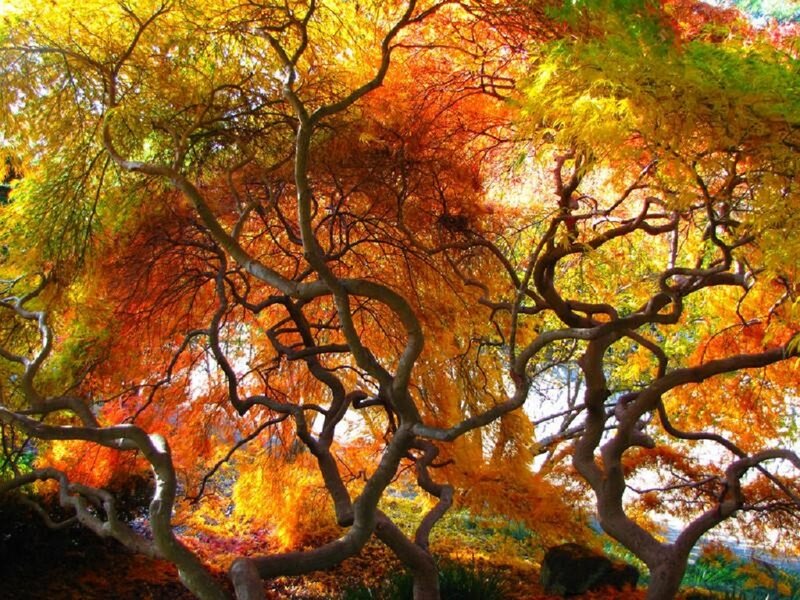 Autumn Tree with Colorful Leaves — Orange, Vibrant, Photograph, Branches