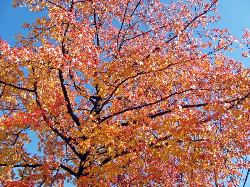 Autumn Tree with Colorful Leaves — Orange, Vibrant, Photograph
