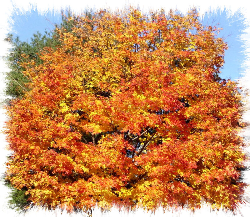 Autumn Tree with Colorful Leaves — Orange, Vibrant