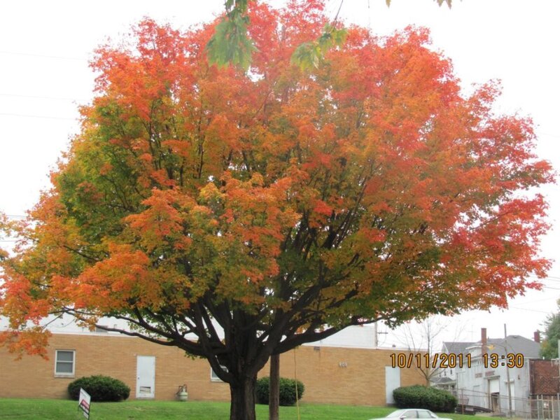 Autumn Tree with Colorful Leaves — Red, Calm