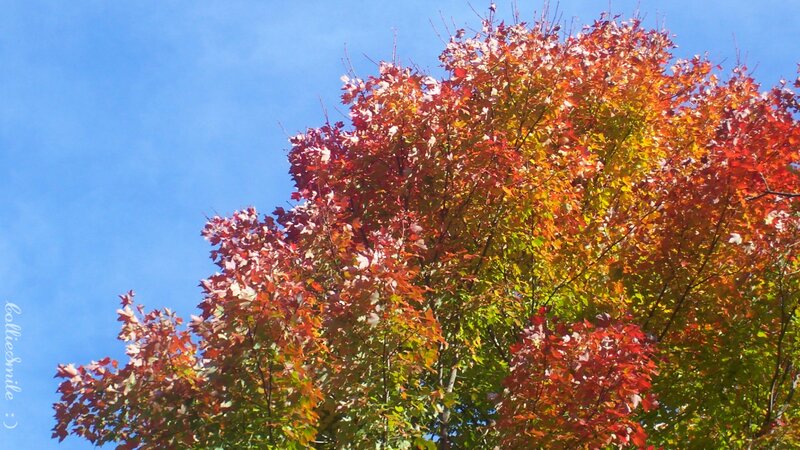 Autumn Tree with Colorful Leaves — Red, Serene, Photograph, Blue Sky
