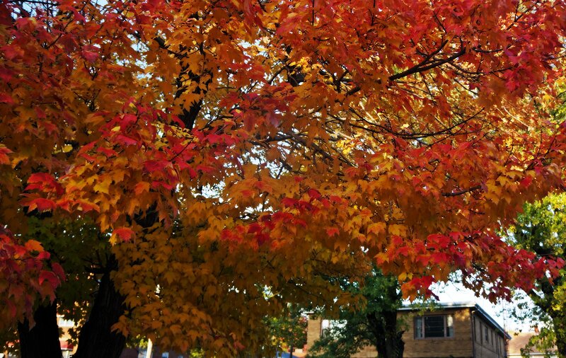 Autumn Tree with Colorful Leaves — Red, Serene, Photograph, Building