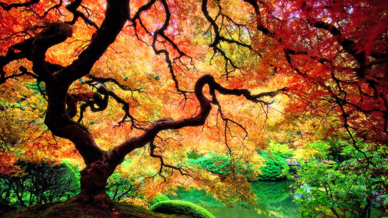 Autumn Tree with Colorful Leaves — Red, Serene, Photograph, Pond