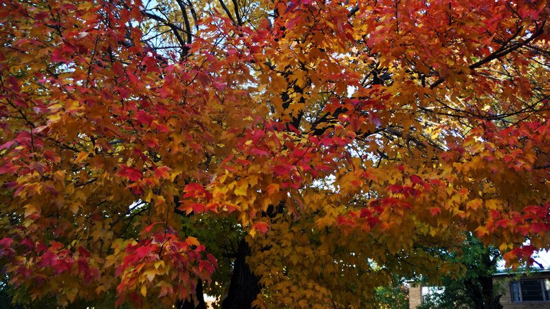 Autumn Tree with Colorful Leaves — Red, Serene, Photograph, Sky, Building