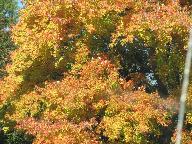 Autumn Tree with Colorful Leaves — Red, Serene, Photograph, Sky