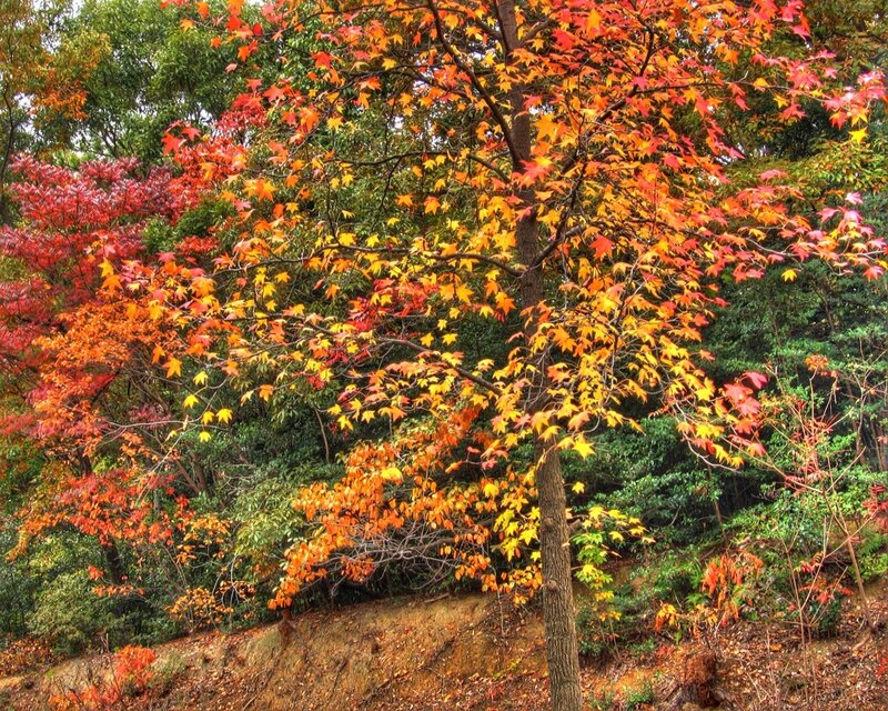 Autumn Tree with Colorful Leaves — Red, Serene