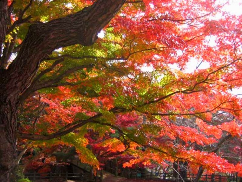 Autumn Tree with Colorful Leaves — Red