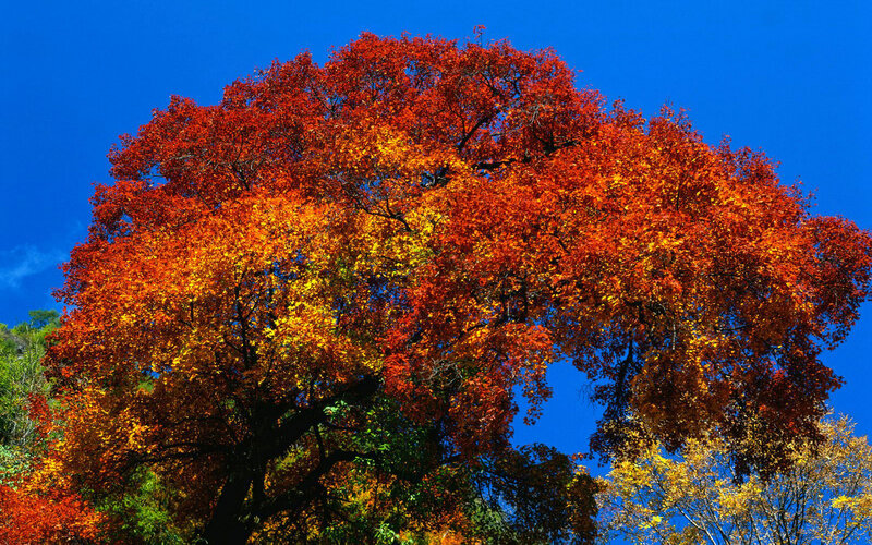 Autumn Tree with Colorful Leaves — Red, Vibrant
