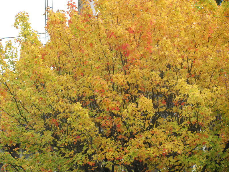 Autumn Tree with Colorful Leaves — Yellow, Calm
