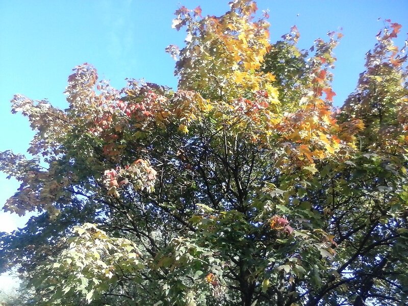 Autumn Tree with Colorful Leaves — Yellow, Serene, Photograph