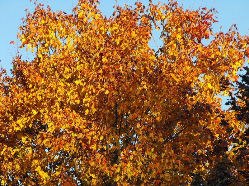 Autumn Tree with Colorful Leaves — Yellow, Serene