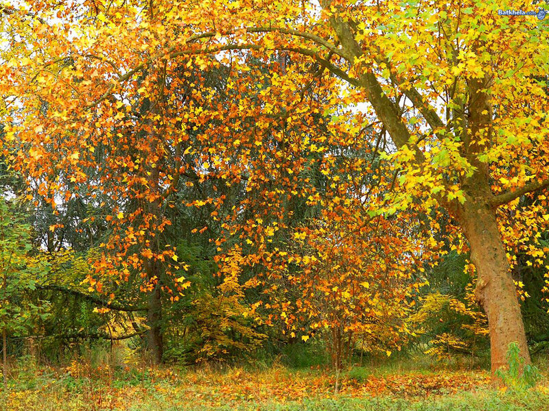 Autumn Tree with Colorful Leaves — Yellow