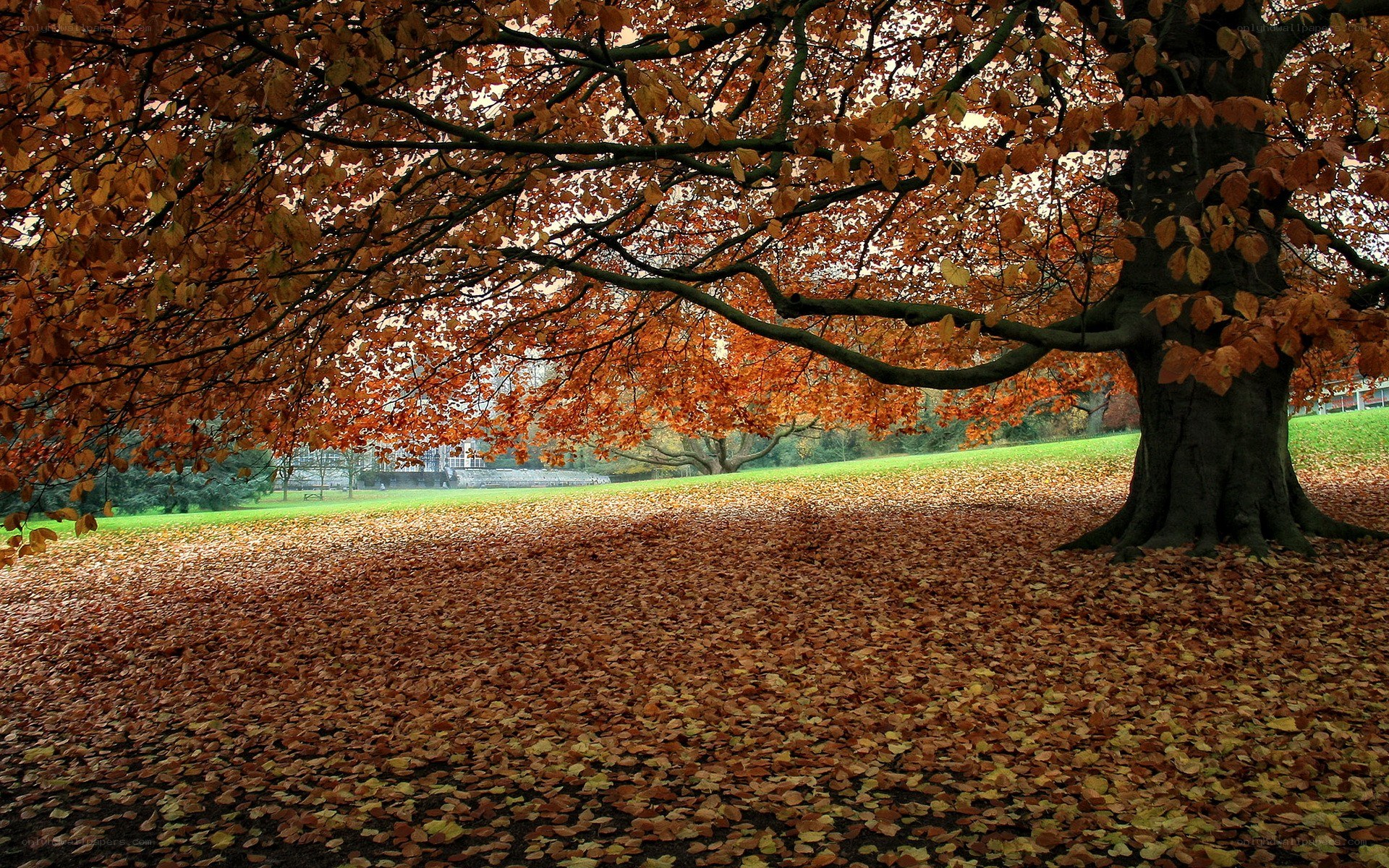 Autumn tree with fallen leaves
