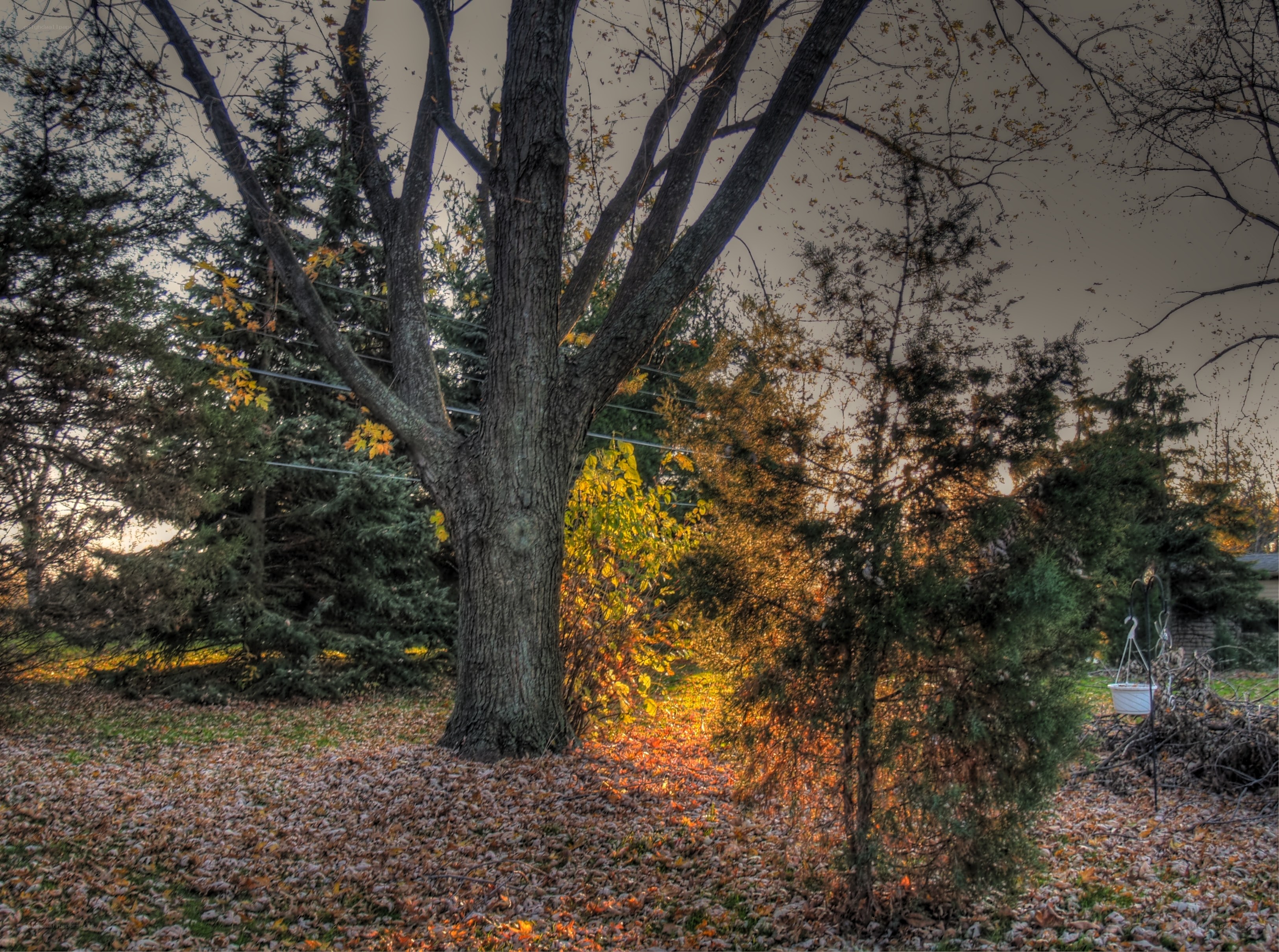 Autumn tree with fallen leaves