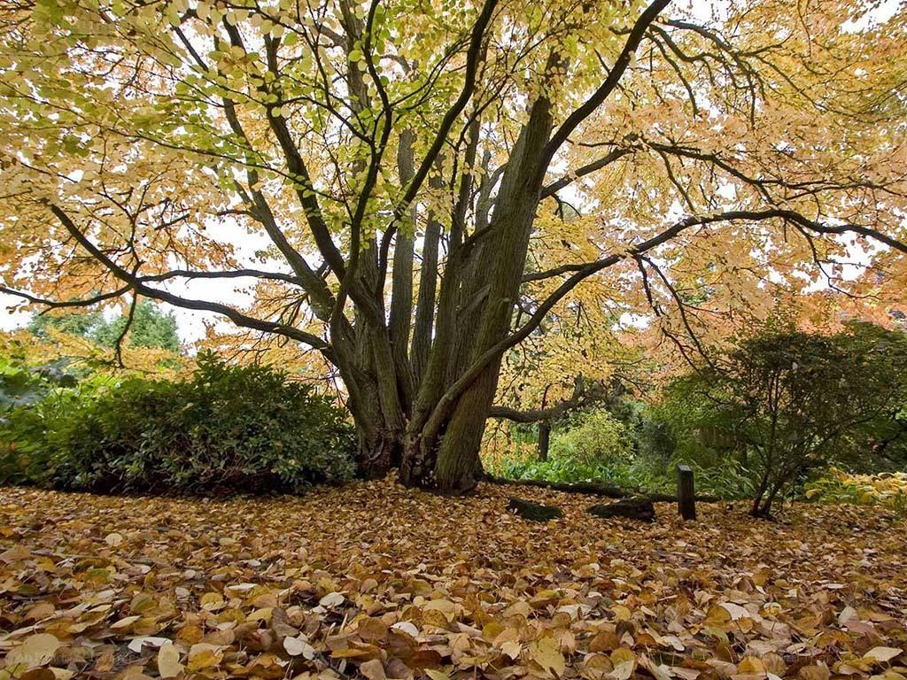 Autumn tree with fallen leaves