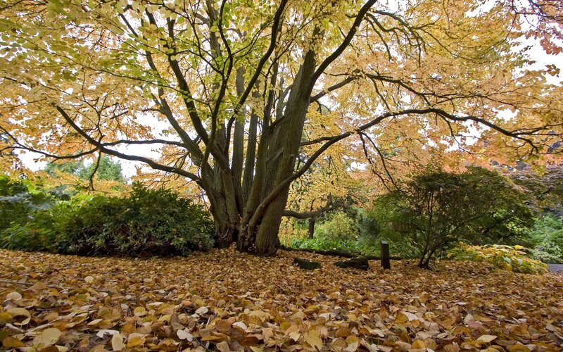 Autumn tree with fallen leaves