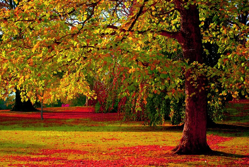 Autumn Tree with Fallen Leaves — Green, Serene