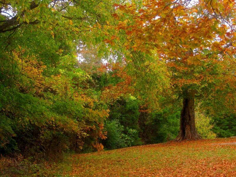 Autumn Tree with Fallen Leaves — Green