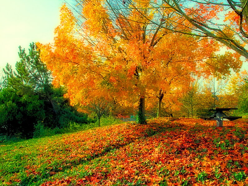 Autumn Tree with Fallen Leaves — Orange, Serene, Photograph, Bench